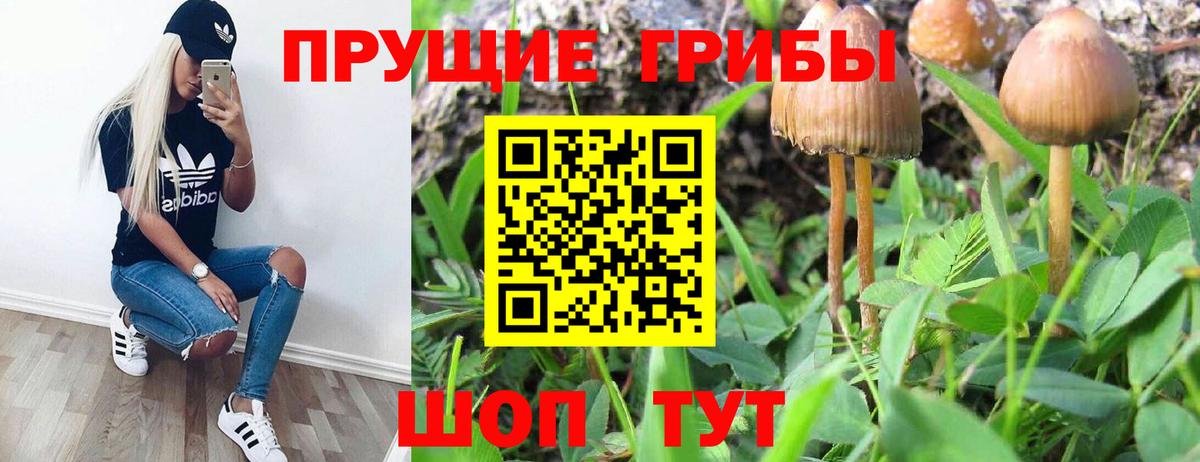 Галлюциногенные грибы Psilocybe Видное